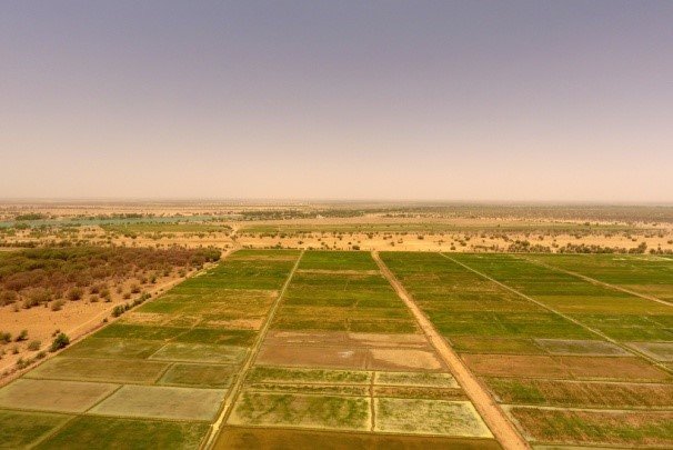 Aerial view of rice schemes in the Podor region, Senegal. © JC Poussin, IRD